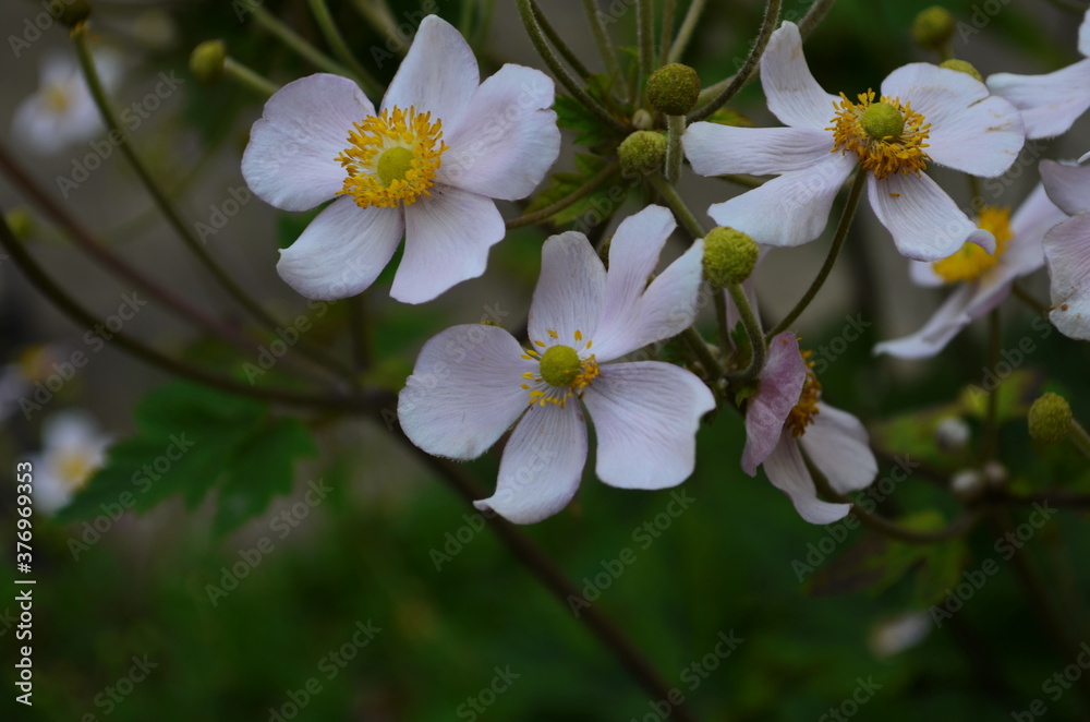 Fototapeta premium Chinese anemone or Japanese anemone, thimbleweed, or windflower. Natural light