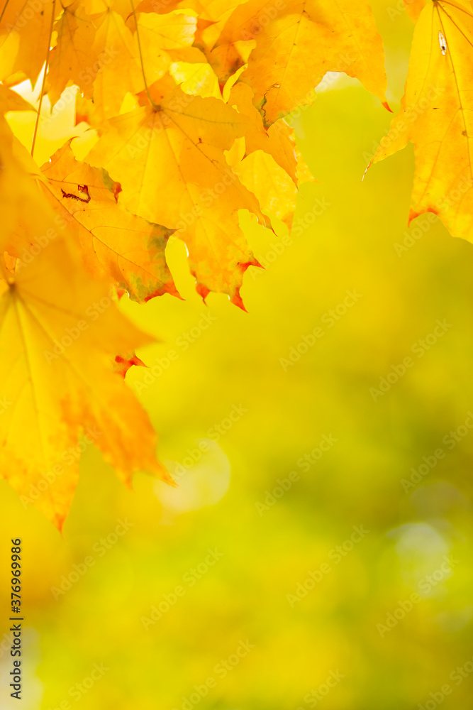 Autumn background with maple leaves. Autumn orange leaves over blurred background. Copy space Autumn background with maple leaves. Autumn orange leaves over blurred background. Copy space