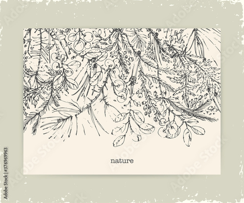 Hand drawn ink botanical illustration.