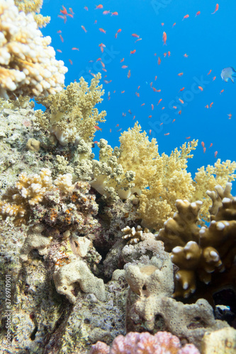 Fototapeta Naklejka Na Ścianę i Meble -  Colorful coral reef at the bottom of tropical sea, broccoli corals, underwater landscape