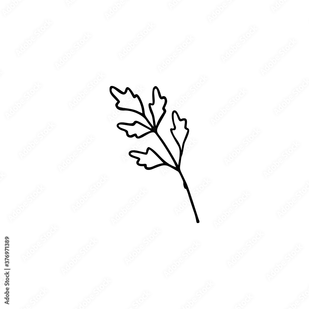 Hand drawn vector illustration of parsley. Element for your cards, posters, stickers and seasonal design. Hand drawn vector illustration of parsley. Element for your cards, posters, stickers and seasonal design.