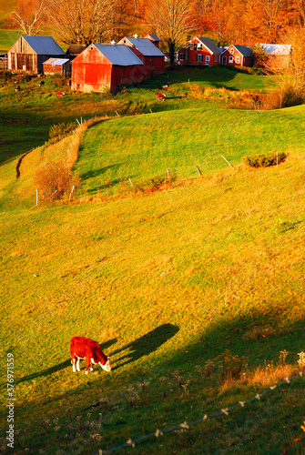 A cow grazes in a field on a farm photo