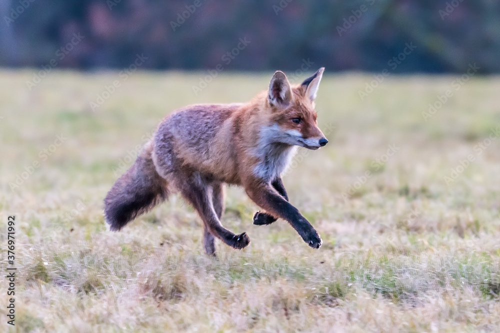 Obraz premium Cute Red Fox, Vulpes vulpes in fall forest. Beautiful animal in the nature habitat. Wildlife scene from the wild nature. Red fox running in orange autumn leaves