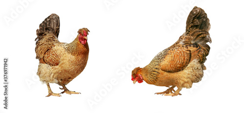 portrait of two red hens in profile and full face on a white isolated background