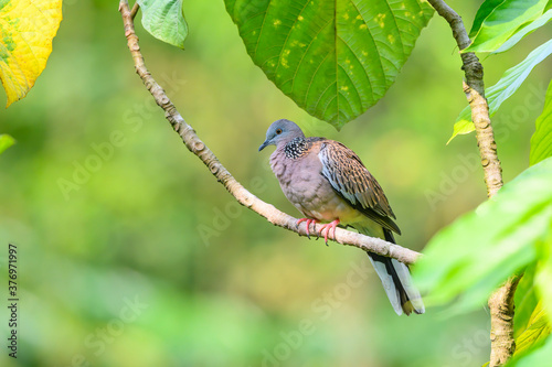 The spotted dove (Spilopelia chinensis) is a small and somewhat long-tailed pigeon that is a common resident breeding bird across its native range on the Indian subcontinent and Southeast Asia.