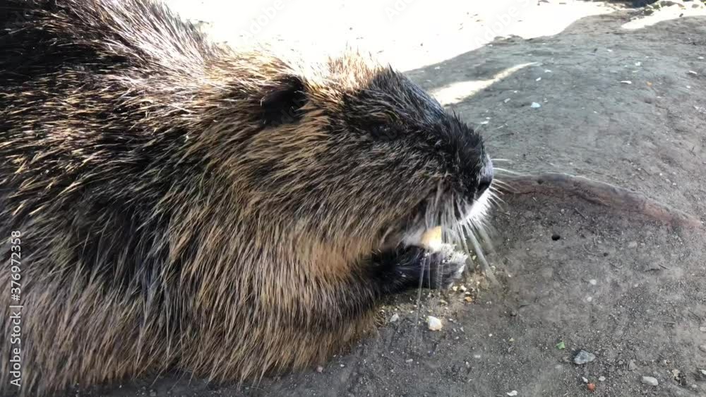 Nutria, auch Biberratte oder seltener Sumpfbiber genannt am Ufer eines Flusses. Nutria, auch Biberratte oder seltener Sumpfbiber genannt am Ufer eines Flusses.
