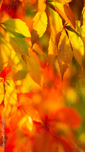 Red autumn leaves. Autumn nature background with bokeh. Copy space
