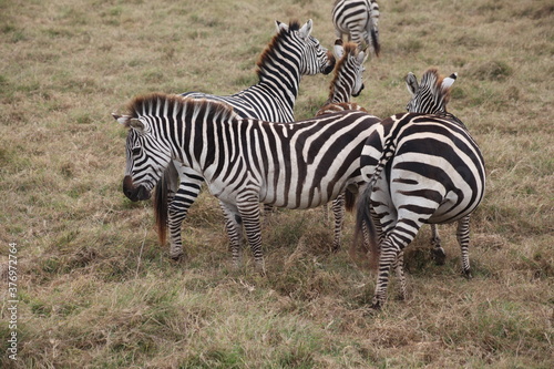 BEAUTIFUL ZEBRA IN THE PARK 2020