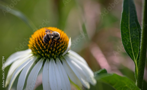Macro of a Busy bumble bee extracting pollen from a white swan coneflower, echinacea, on a warm summer day against a green background.