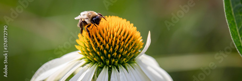 Canvas Print Horizontal banner of  a Macro of a Busy bumble bee extracting pollen from a white swan coneflower, echinacea, on a warm summer day against a green background
