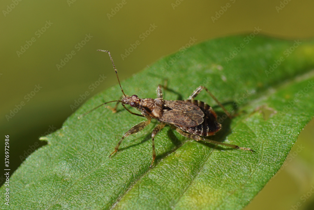 Damsel bug (Himacerus mirmicoides) of the family Nabidae on goldenrod in a Dutch garden. Netherlands, October Damsel bug (Himacerus mirmicoides) of the family Nabidae on goldenrod in a Dutch garden. Netherlands, October