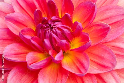 Closeup of beautiful, multi-colored dahlia blossom in summer 