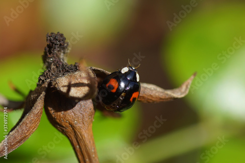 Harlequin ladybird (Harmonia axyridis f. conspicua) on an old rose hip. Family Coccinellidae. Netherlands, October photo