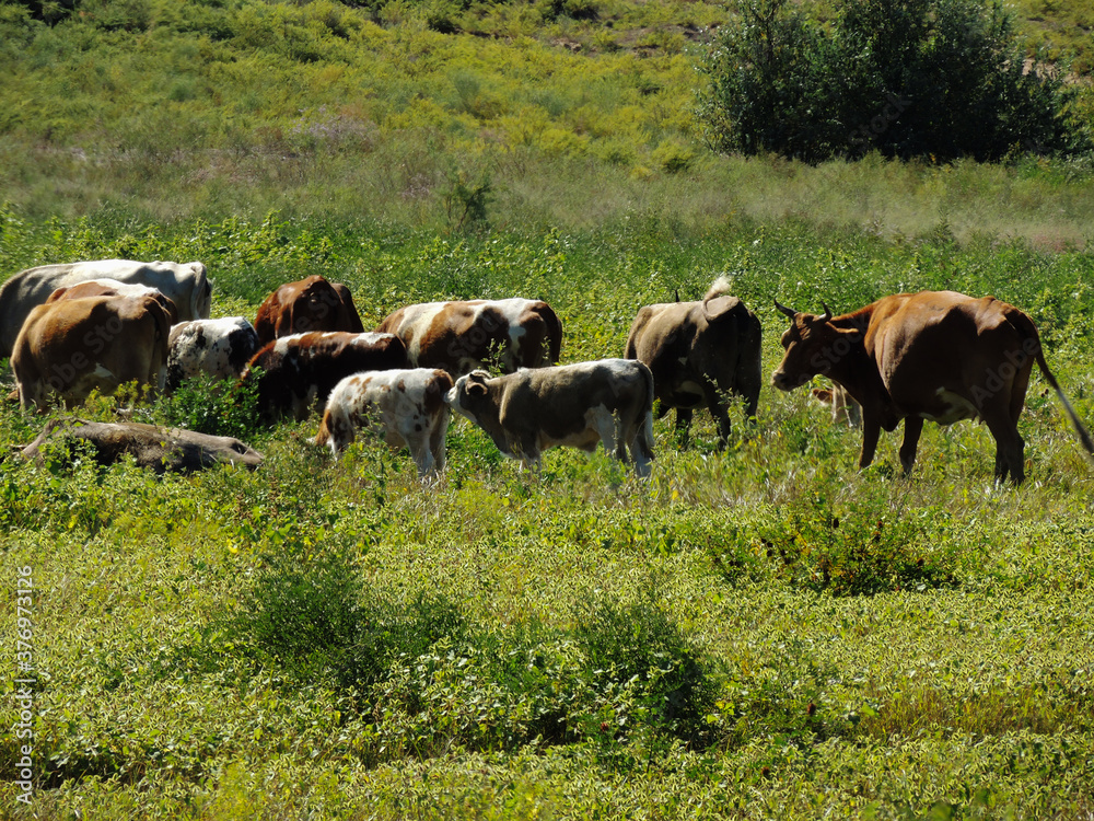 cows in the pasture.animals graze in the meadow.