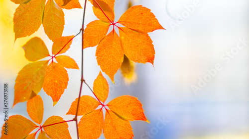 Red autumn leaves. Autumn nature background with bokeh. Copy space