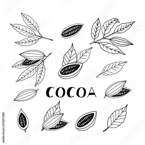 cocoa beans with leaves hand drawn vector set doodle. collection of elements for design icon, poster, label, menu, card, sticker. food, plant, halves and whole, lettering