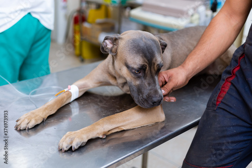 Serbian Defence Dog breed lying on veterinary table and gets intravenous infusion through his leg, while the owner is gently petting him.