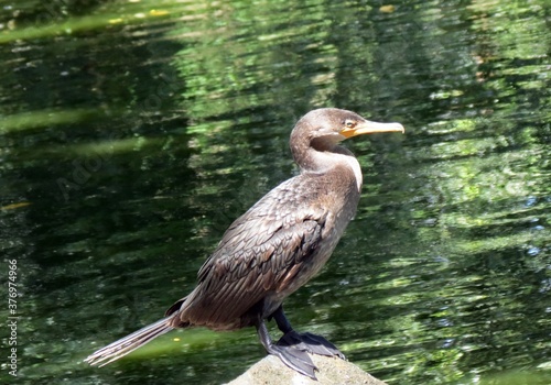 Cormoran Neotropical Pescando photo