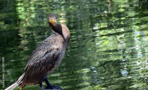 Cormoran Neotropical pescando photo