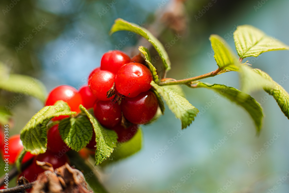 Obraz premium Close up of ripe cherries hanging from a cherry tree branch in the garden under the rays of the sun