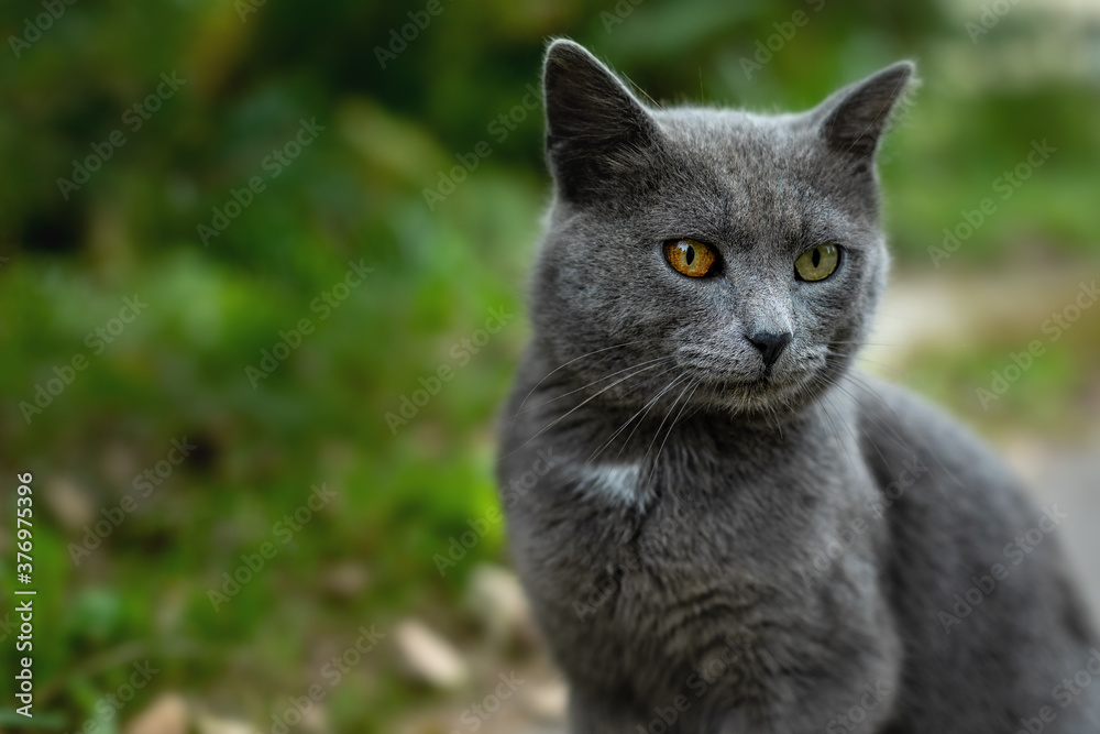 beautiful gray cat with heterochromia on the background of nature
