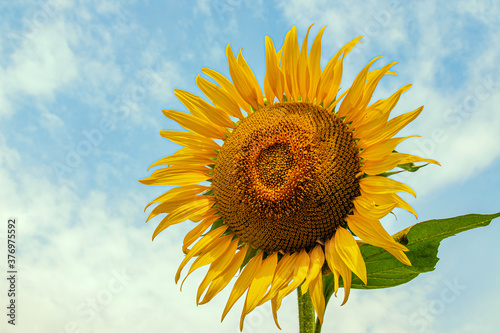 Close-up of a blooming sunflower. Landscape  yellow field of blooming sunflower.