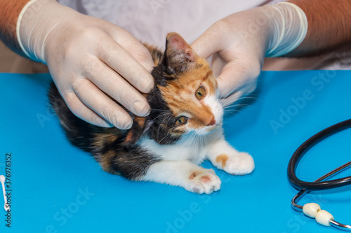 veterinarian examines a kitten with ringworm on its paws.
