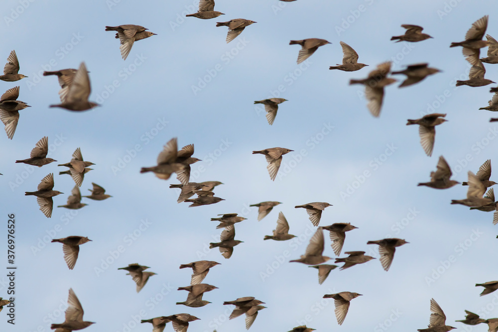 Obraz premium a flock of young migratory birds starlings flying against the blue sky