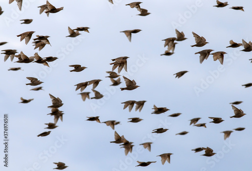 a flock of young migratory birds starlings flying against the blue sky © nataba