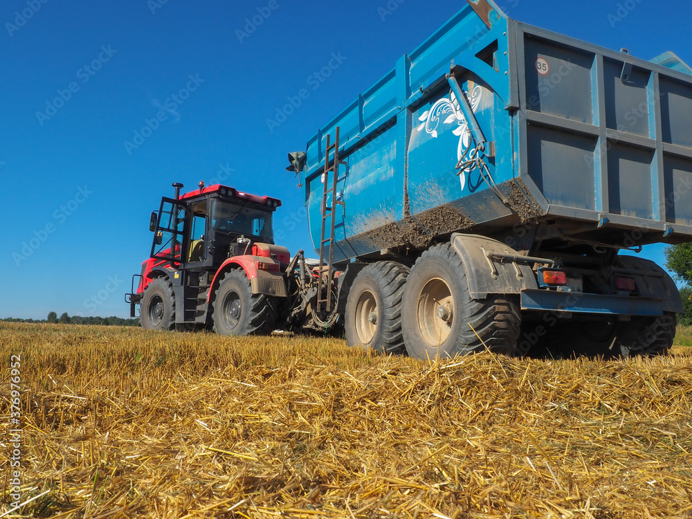 Fototapeta premium tractor with trailer. For collecting grain crops. harvesting barley. farm. large agricultural machinery.