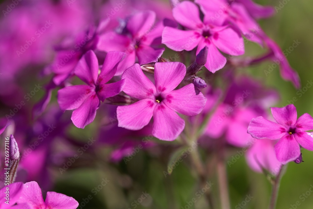 Flowers of a cultivated prairie phlox, Phlox pilosa