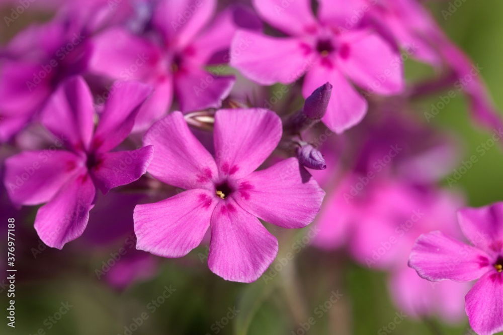 Flowers of a cultivated prairie phlox, Phlox pilosa Flowers of a cultivated prairie phlox, Phlox pilosa
