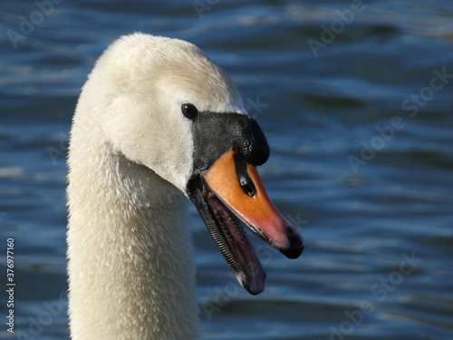 Fototapeta Naklejka Na Ścianę i Meble -  Angry mute swan (Cygnus olor) - portrait of swan hissing
