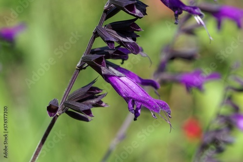 Flower of a hummingbird sage, Salvia guaranitica photo