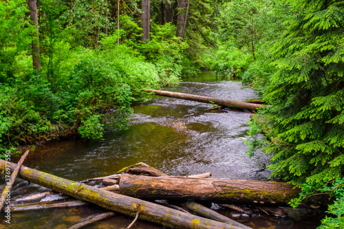 Silver Creek flowing through the forest.