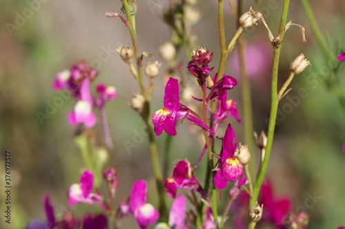 Flower of a Moroccan toadflax, Linaria maroccana © ChrWeiss
