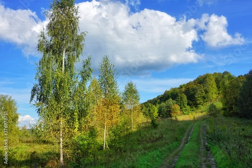 autumn landscape with a country road, thin birches, clear sky and beautiful white clouds, nature of Russia