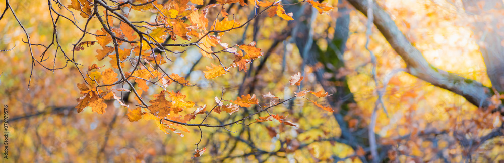Colorful autumn leaves on a soft background on a sunny day Colorful autumn leaves on a soft background on a sunny day