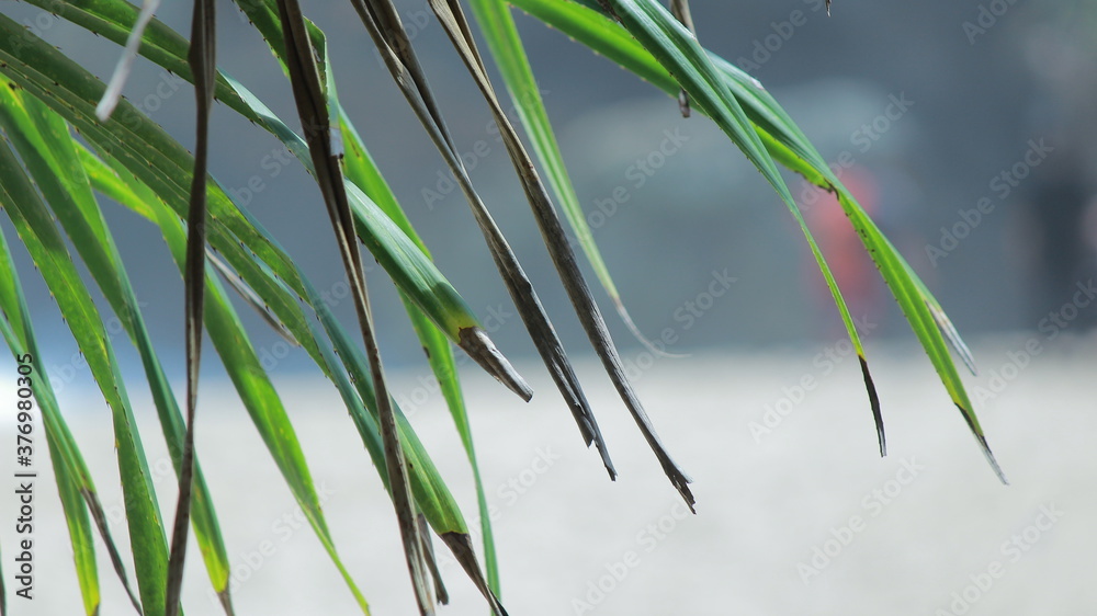 Obraz premium palm