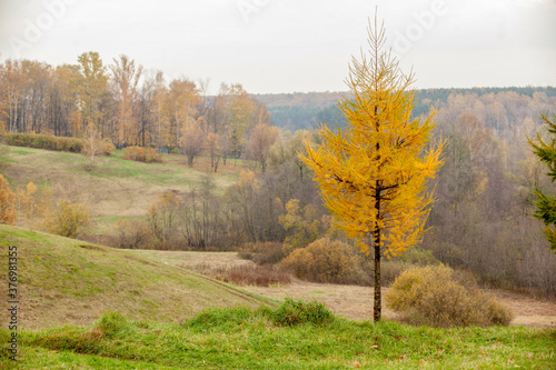 Small larch with yellow needles that fall
