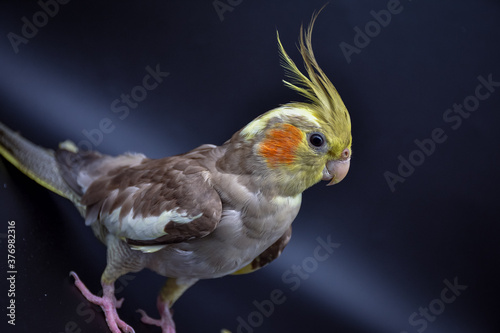 parrot cockatiel close-up on black background