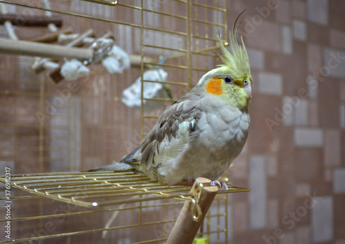 parrot cockatiel sitting on the cage