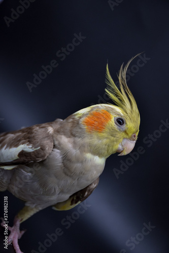 parrot cockatiel close-up on black background