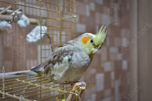parrot cockatiel sitting on the cage