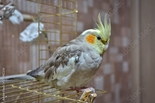 parrot cockatiel sitting on the cage