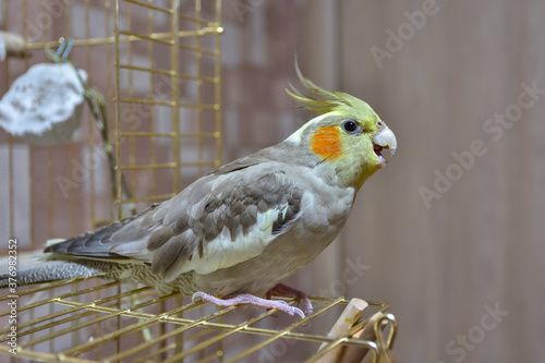 parrot cockatiel sitting on the cage