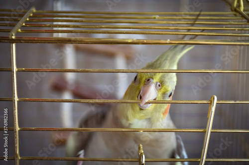 parrot gray cockatiel in cage
