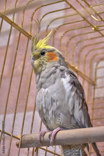parrot gray cockatiel in cage