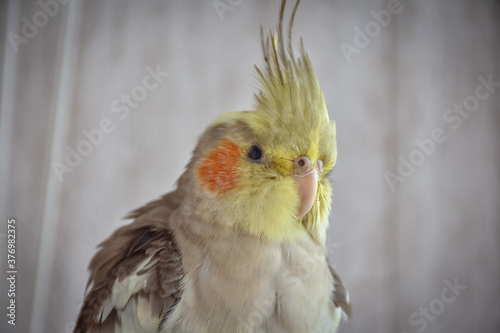 parrot gray cockatiel in cage