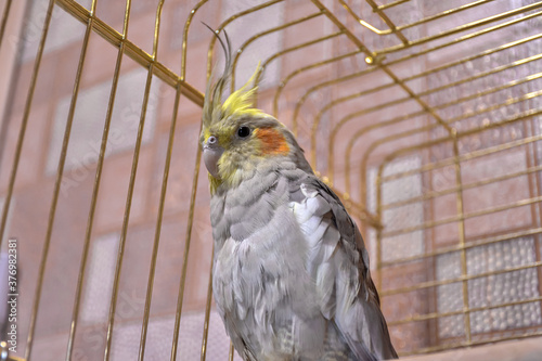 parrot gray cockatiel in cage